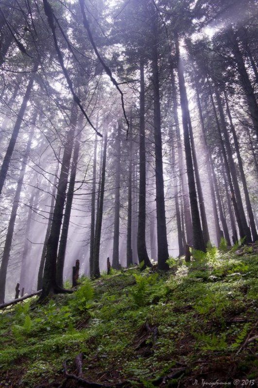 Всплеск надеждыphoto preview