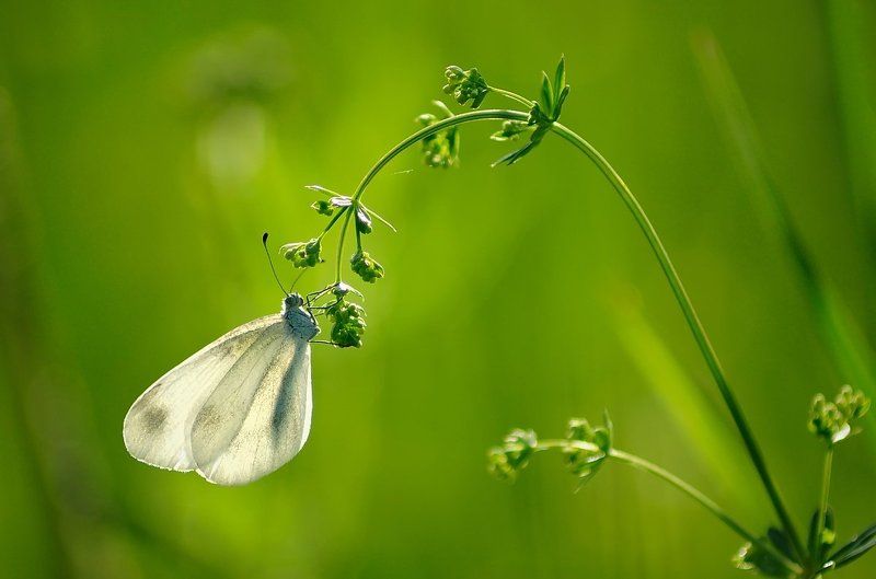 Mассивный весphoto preview