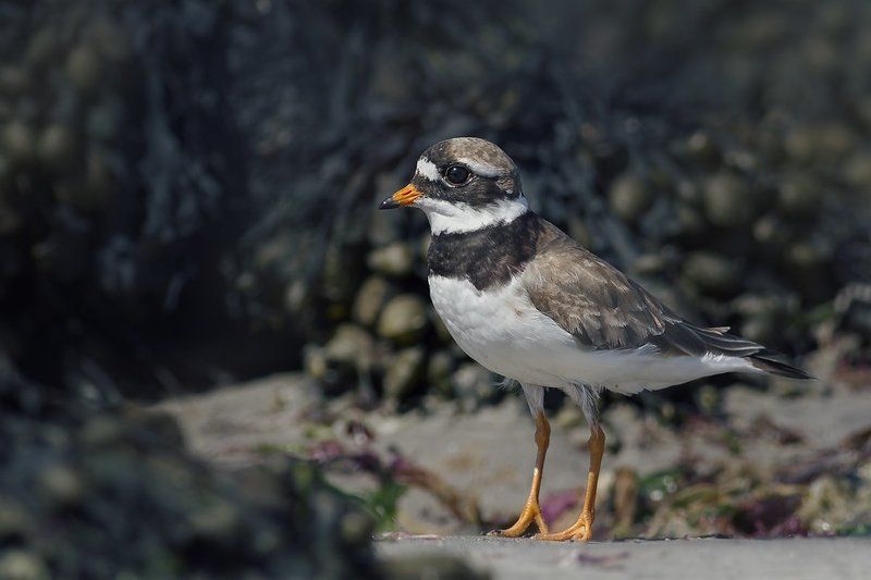 Галстучник (Charadrius hiaticula)photo preview