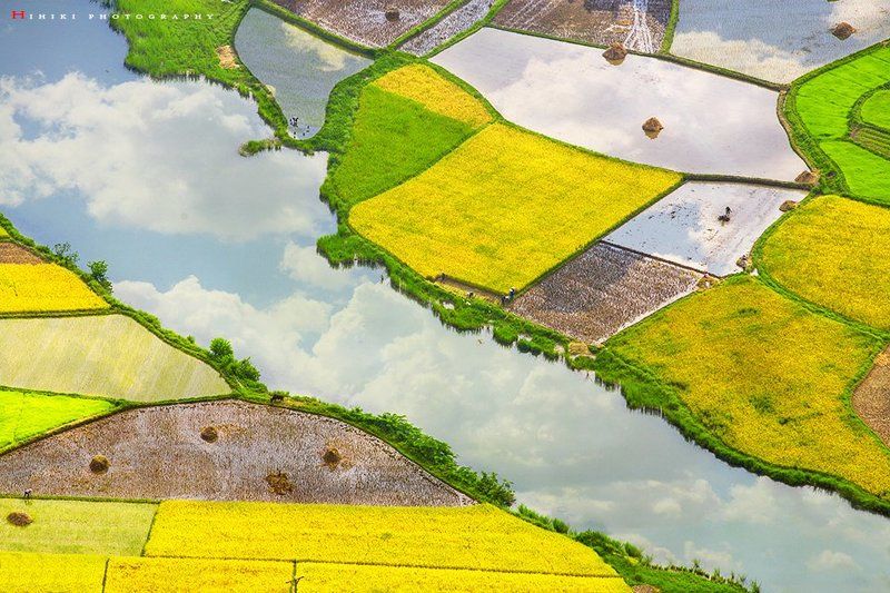 rice harvest фото превью