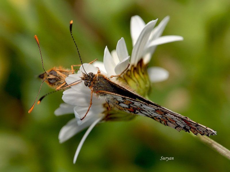 Вот ходят слухи будто все подорожает - абсолютно, - A особенно - поваренная соль! фото превью