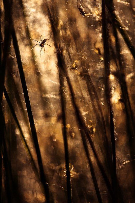 паучьи яслиphoto preview