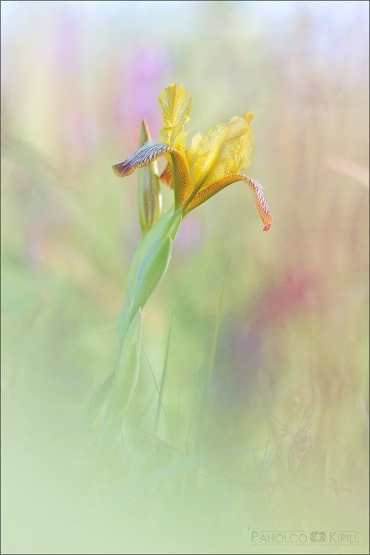 Первый день летаphoto preview