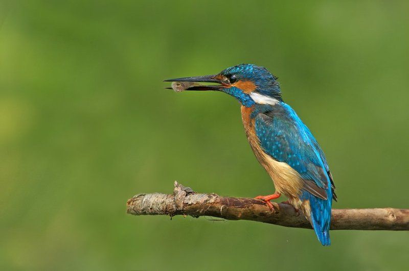 зимородок, kingfisher, alcedo, atthis, земеродно, рибарче Зимородок с завтракомphoto preview