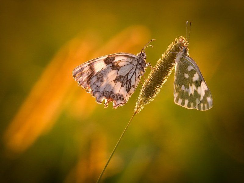 бабочка., закат. вечерние посиделкиphoto preview