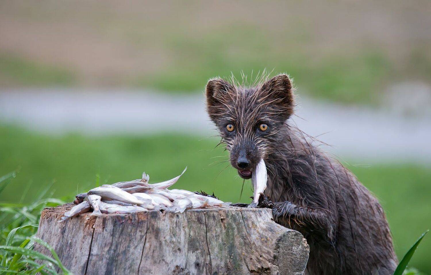 песец, мойва, уёк, рыба, Дмитрий Уткин