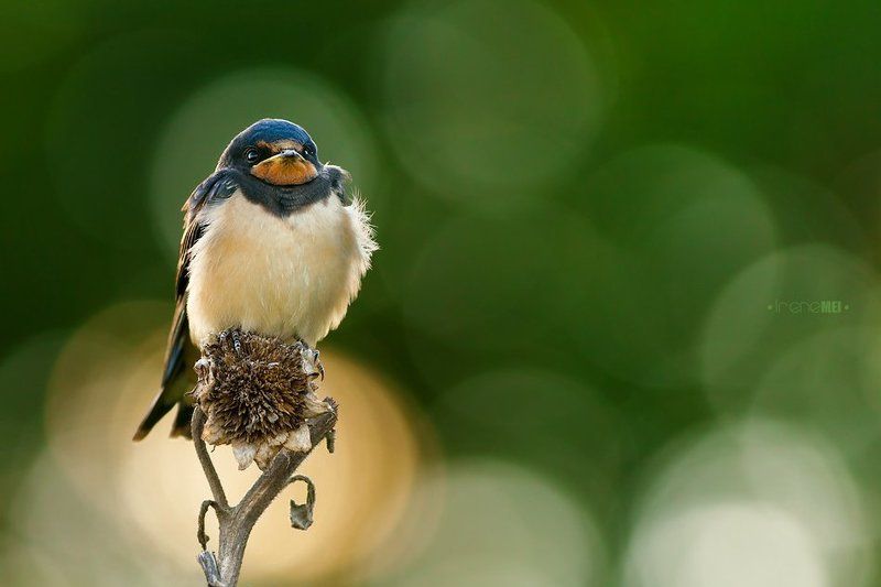 Animals, Barn swallow, Bird, Деревенская, Ласточка, Птицы В ожидании едыphoto preview