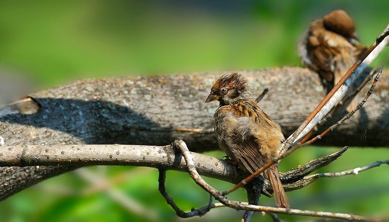 Творческая личность фото превью