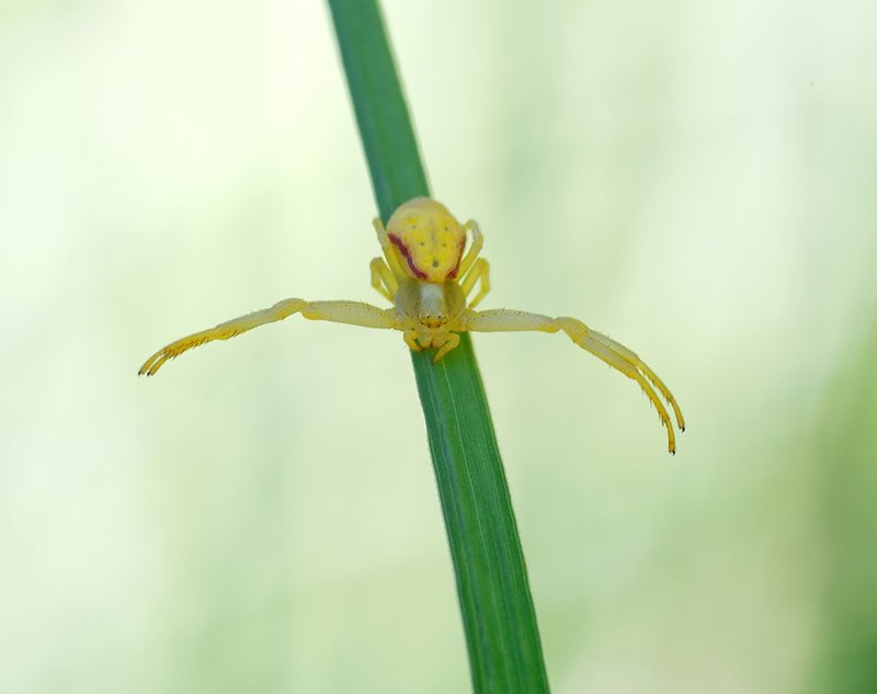 макро, паук Иди ко мне - я весь кипю...photo preview