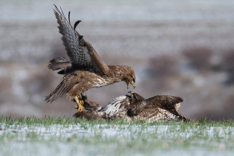 Гнев!photo preview