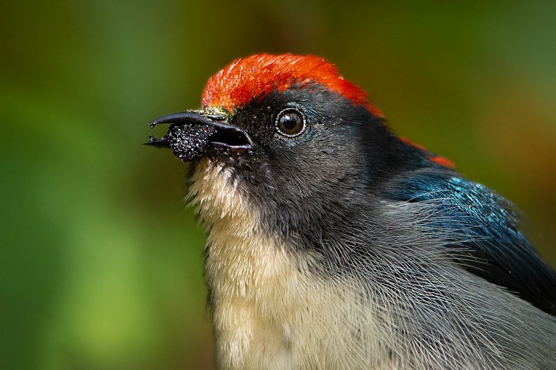 Bird, birds, animal, wildlife, wild Mouthful of Joyphoto preview