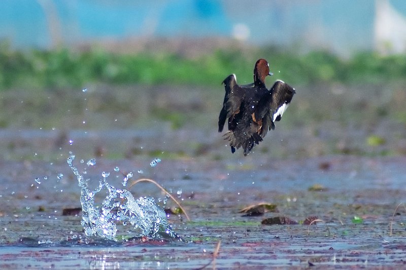 birds, bird, wildlife, animal, nature Splash Aroundphoto preview