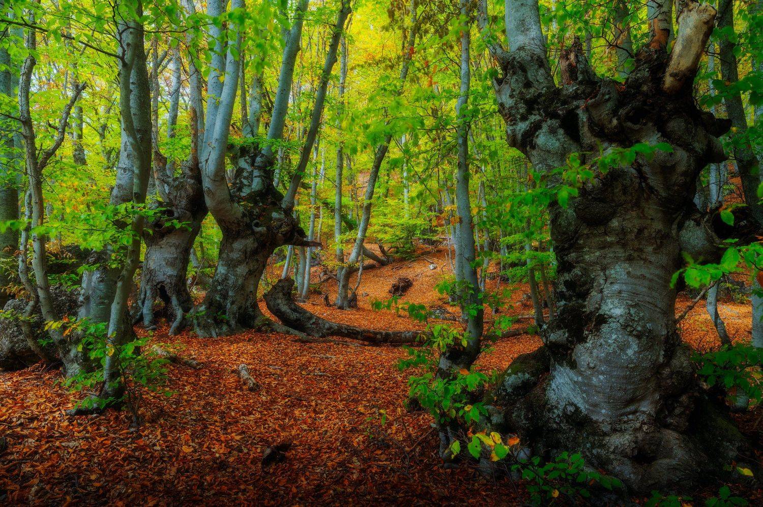 Безмолвные стражи букового леса. Автор: Alexander Plekhanov , Alexander Plekhanov