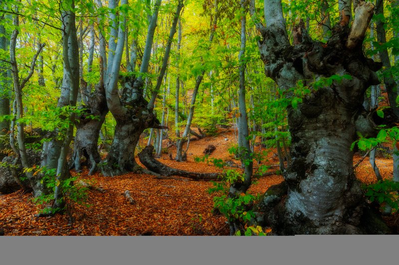 Безмолвные стражи букового лесаphoto preview