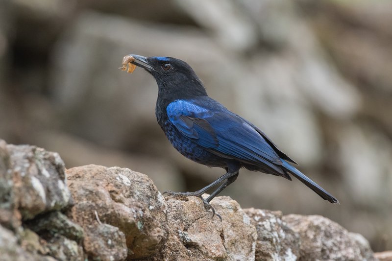 birds, wildlife, nature protectionphoto preview