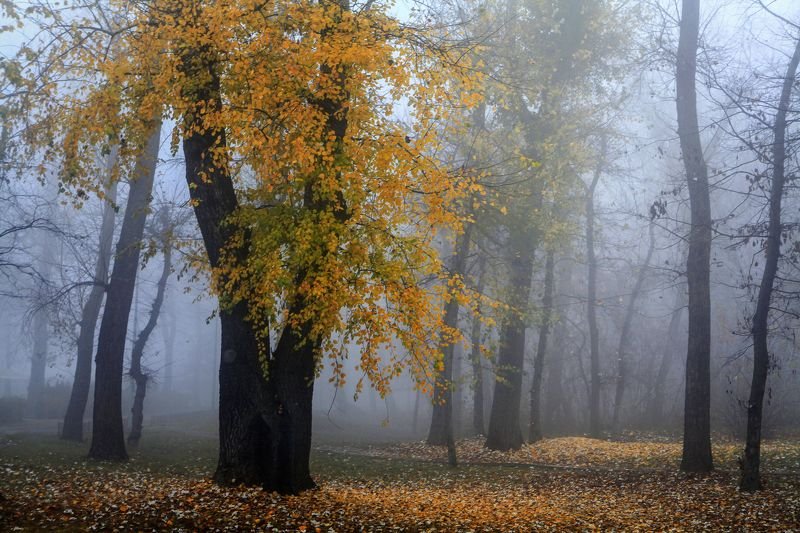 Золотая пораphoto preview