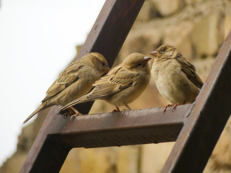 animal, wildlife, birds, love, lovely lovely birdsphoto preview