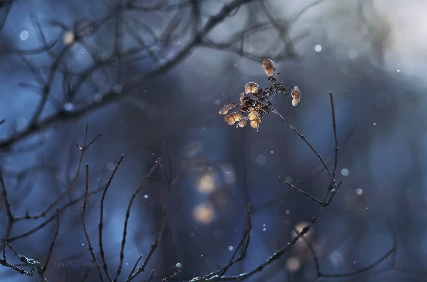 Зимний танец.... Автор: Таня SHE (Aiya) макро, зима, Таня SHE (Aiya)
