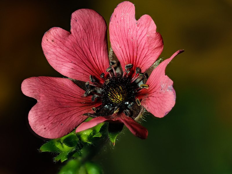 Лапчатка Непальскаяphoto preview