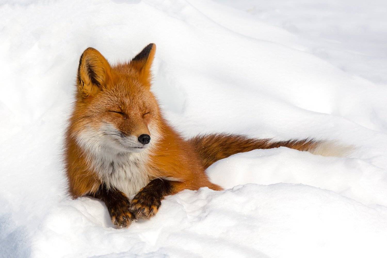 Камчатка, лиса, животные, природа, путешествие, фототур, зима,, Денис Будьков