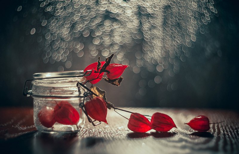 Зимний физалисphoto preview