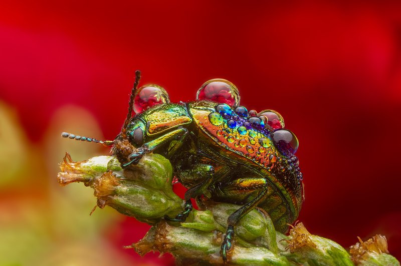 макро, насекомые, листоед, отражение, капли, природа Листоед ясноточныйphoto preview