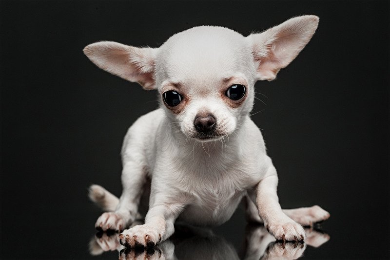 собака, портрет, студия, чихуахуа Моллиphoto preview