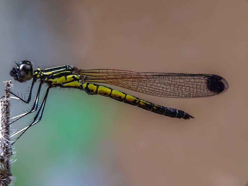 #macro#mobilephotography, #india Mobile macro photographyphoto preview