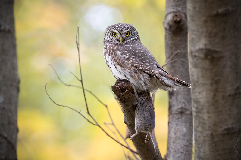 воробьиный сыч, удачная охота воробьиный сычphoto preview