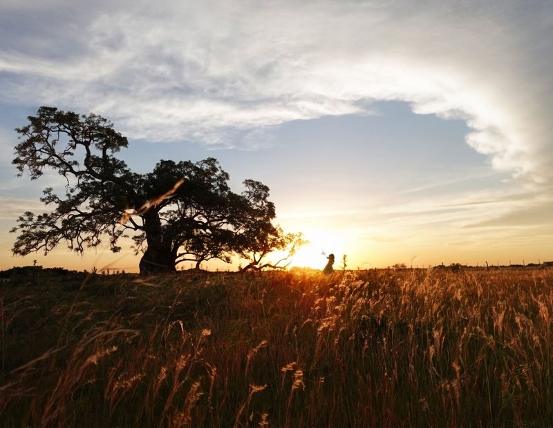 ombu ombuphoto preview