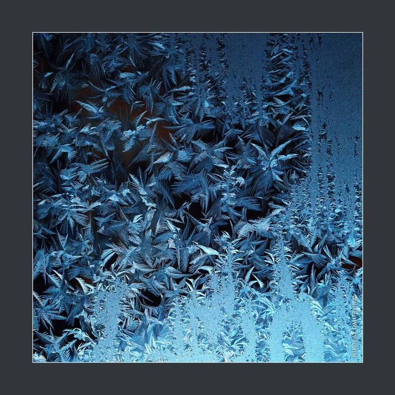 макро, мороз, дмитрук птицы зимыphoto preview