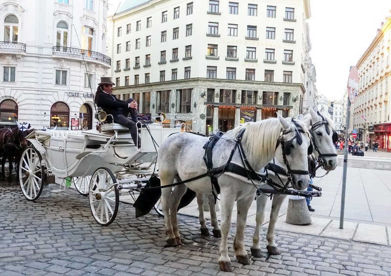 Вена Австрия извозчик лошади франт  Венский извозчикphoto preview