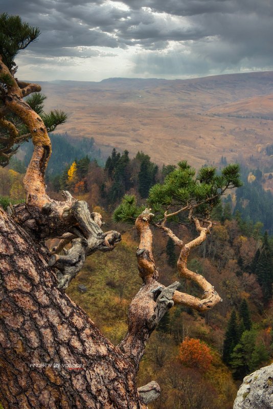 пейзаж сосна плато лагонаки Под буйными ветрамиphoto preview
