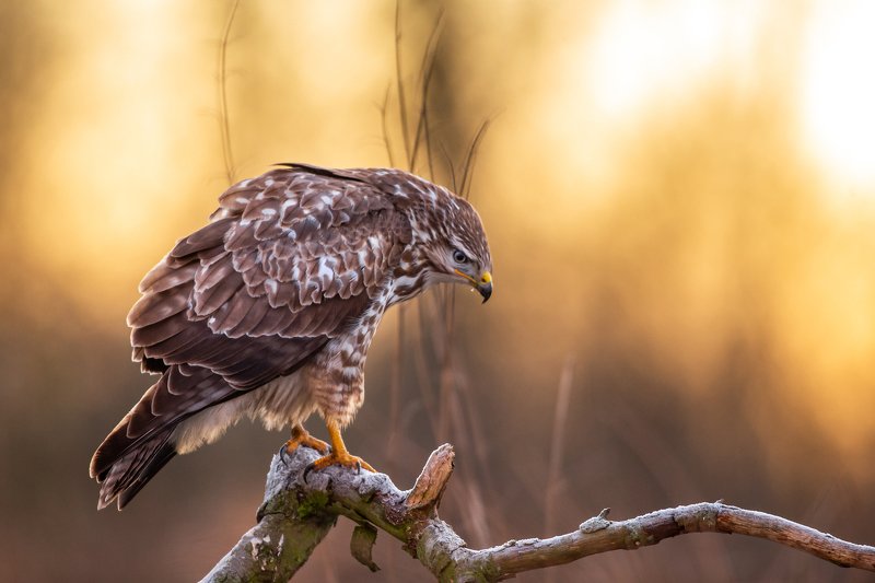 buteo buteo, bird, winter Morning lightphoto preview