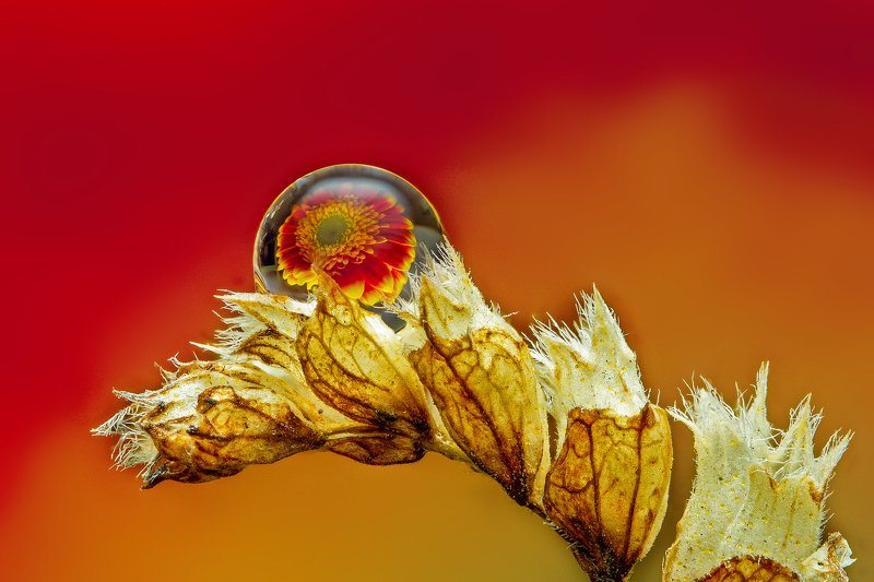 макро, отражение, капли, цветы, весна, Мечты о веснеphoto preview