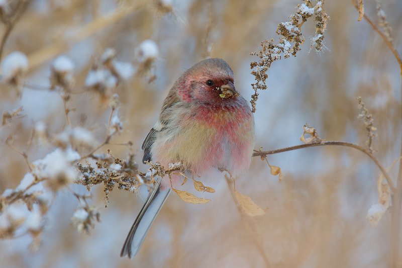 птицы,  сибирь,  зима Урагус.photo preview