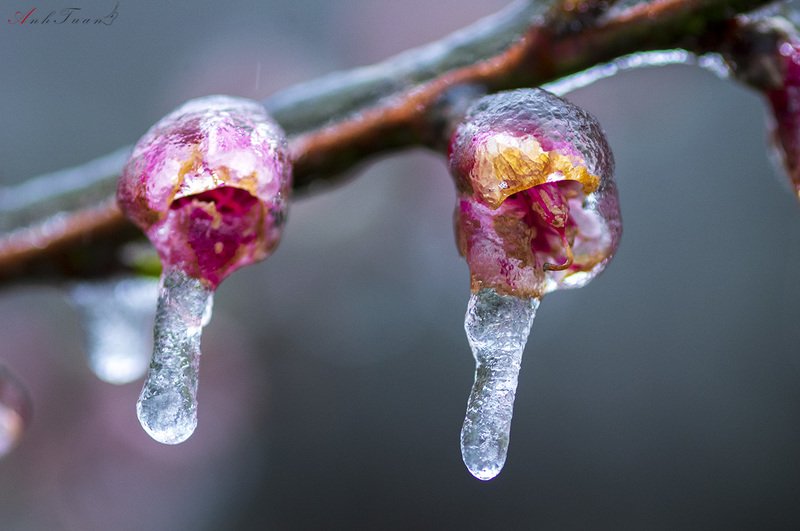 #sellingphoto.#macro Hoa Đào trong Băng.photo preview