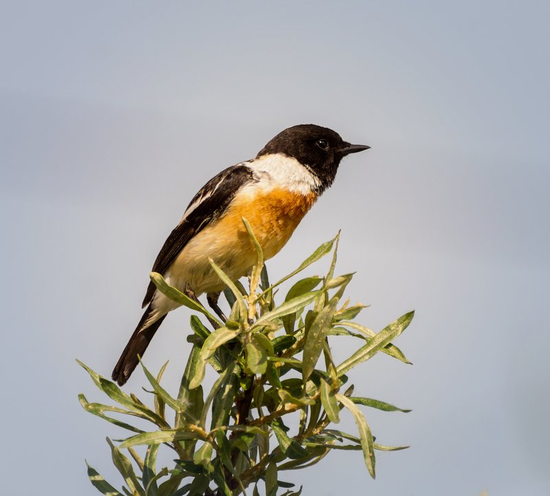 птица, черноголовый чекан, луг, охота, мухоловка, черноголовый чекан.. (самец)photo preview