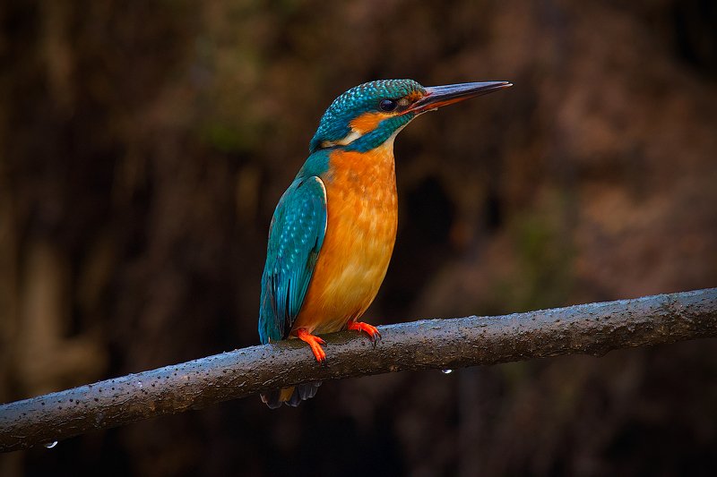 зима,  зимородок,  птицы В зимнем сумраке Петербурга.photo preview