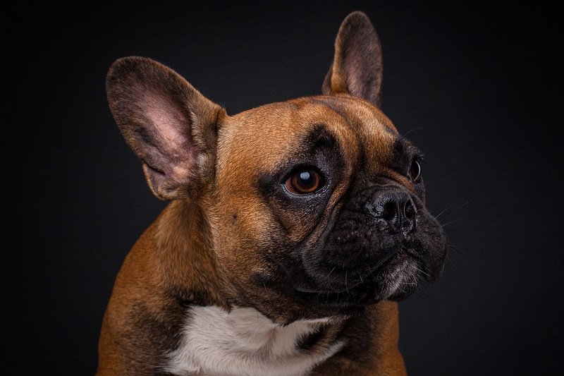 портрет, студия, собака, бульдог Майкphoto preview