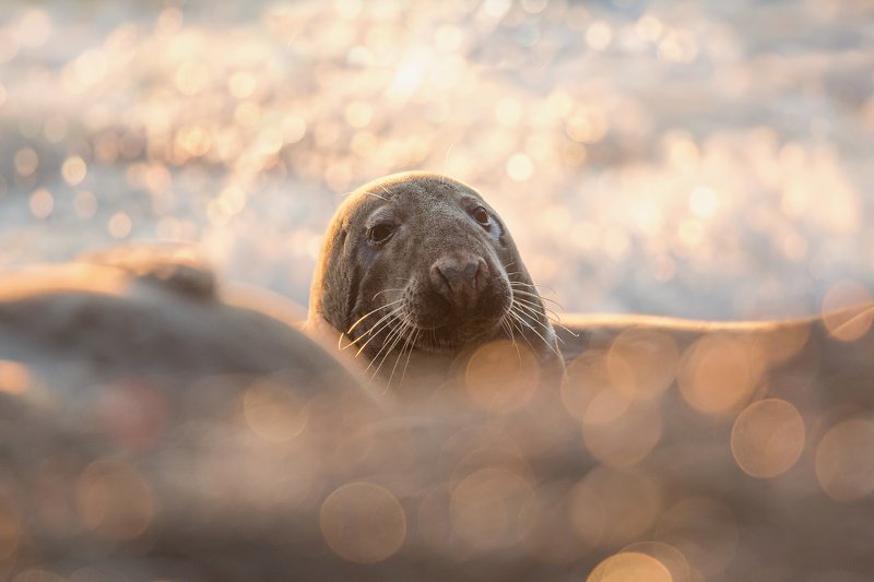 Foka szaraphoto preview