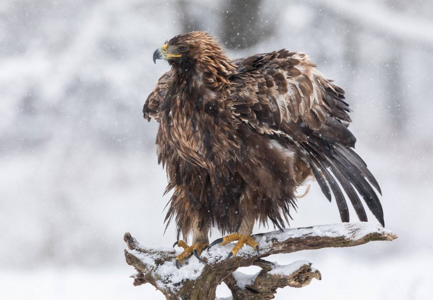 беркут, птицы, хищник, снег,, Владимир Пакалевич