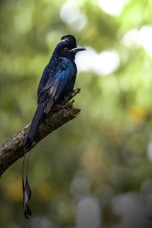 Greater Racket tailed Drongophoto preview