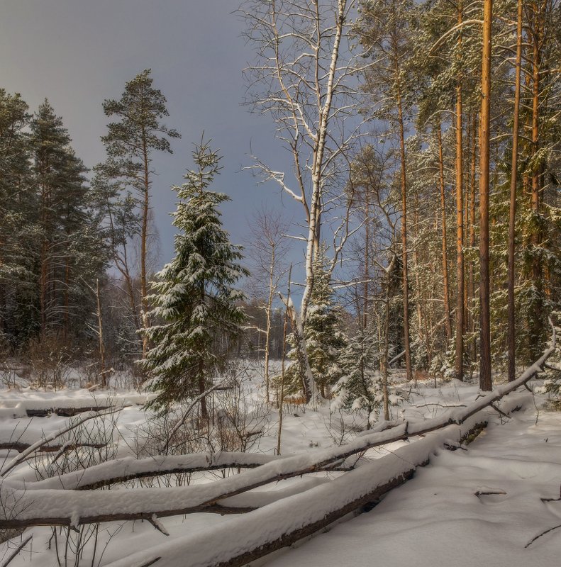 январь лес снег свет суходол Зима фото превью