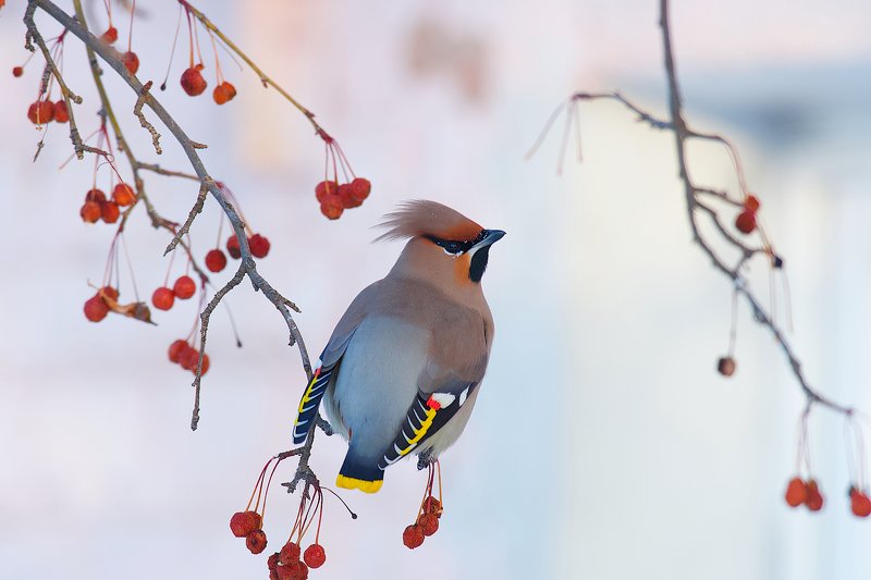акварель,  сибирь,  птицы,  зима Зимняя акварель из Сибири.photo preview