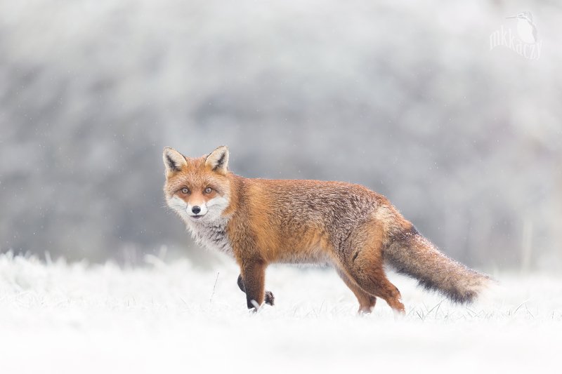 Snowy foxphoto preview