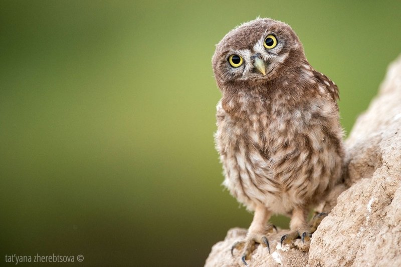 owl, my-mriya, mymriya, wildlife, little owl, Домовые сычи..photo preview