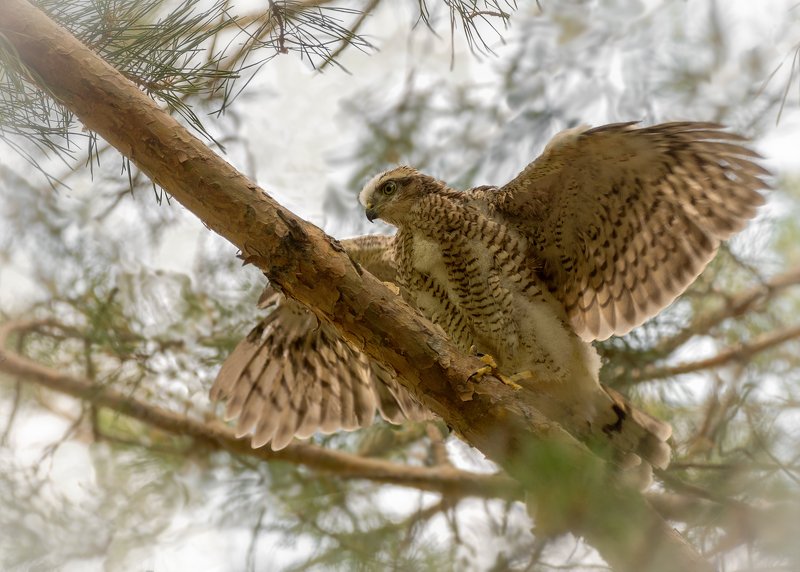 ястреб перепелятник, слёток, учится летать, ястребок учится летать..photo preview