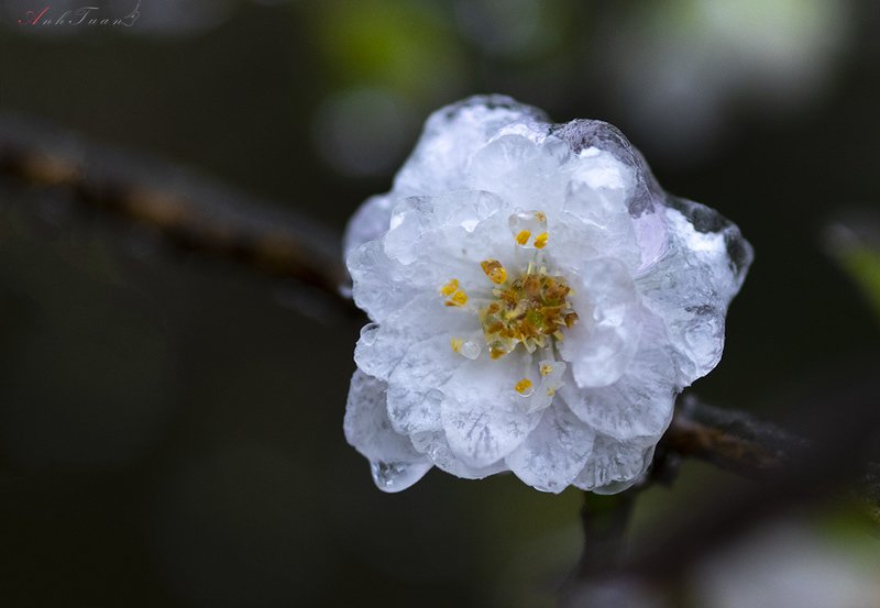 #sellingphoto.#macro.#flowers in ice flowers in icephoto preview