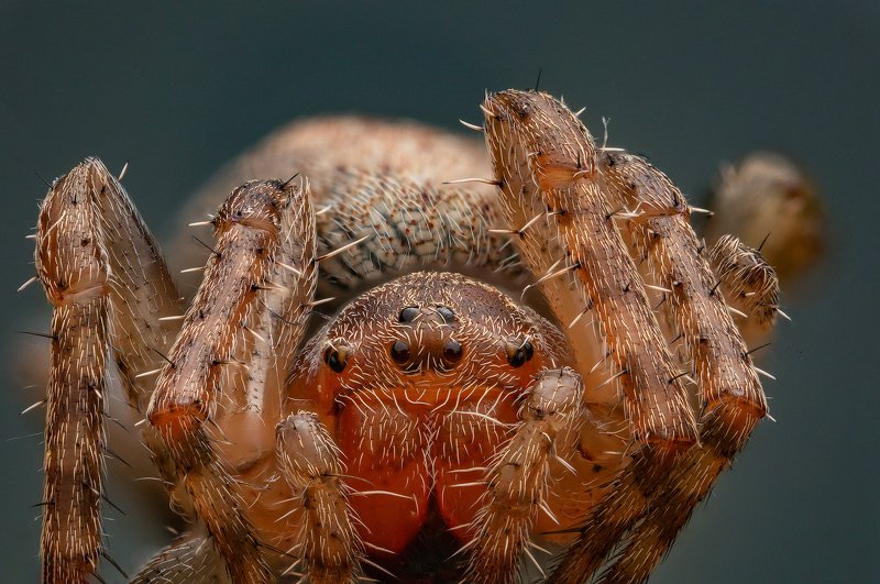 Паукphoto preview